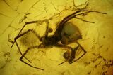 Fossil Fly (Diptera) and a Spider (Araneae) In Baltic Amber #150694-1